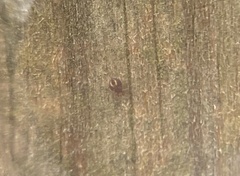 Dicyrtomina