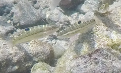 Halichoeres notospilus