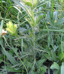 Castilleja cusickii