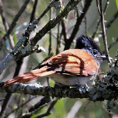 Terpsiphone viridis granti