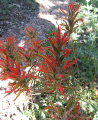 Castilleja covilleana