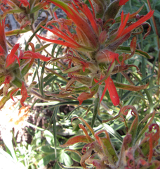 Castilleja covilleana