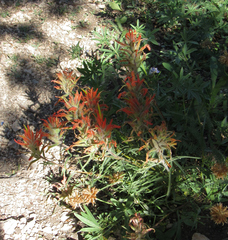 Castilleja covilleana