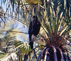 Parabuteo unicinctus