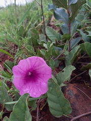 Ipomoea oblongata
