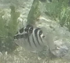 Abudefduf concolor