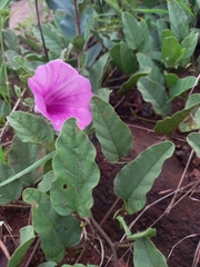 Ipomoea oblongata