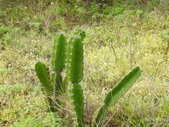 Cactoideae