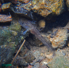 Paradactylodon persicus