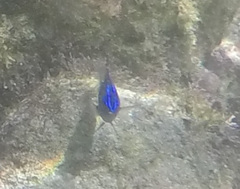 Stegastes acapulcoensis