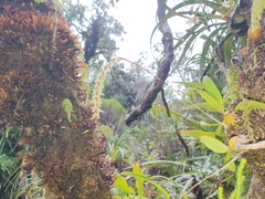 Bulbophyllum nutans