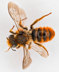 Osmia rufohirta