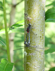 Leucorrhinia orientalis
