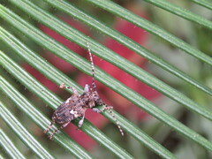 Aegomorphus circumflexus