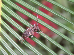 Aegomorphus circumflexus