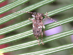 Aegomorphus circumflexus