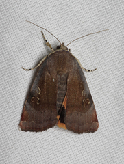 Noctua janthe