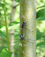 Leucorrhinia orientalis