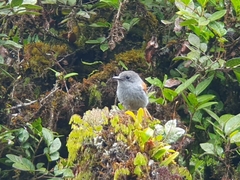 Terpsiphone bourbonnensis