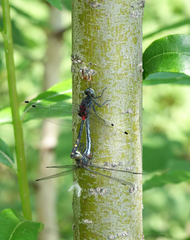 Leucorrhinia orientalis