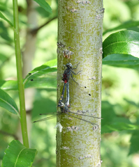 Leucorrhinia orientalis