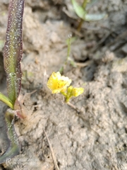 Utricularia aurea