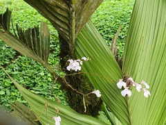 Ionopsis utricularioides