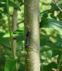 Leucorrhinia orientalis