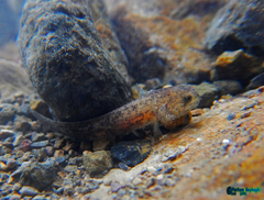 Paradactylodon persicus