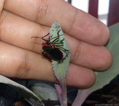 Rhyssocephala macdonaldi