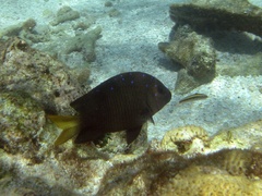 Microspathodon chrysurus