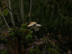 Fungi