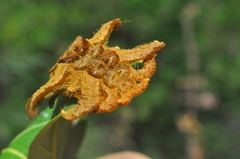 Phobetron hipparchia