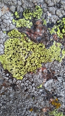 Rhizocarpon