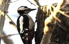 Dendrocopos major hispanus