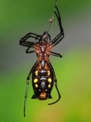 Micrathena funebris