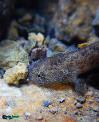 Paradactylodon persicus