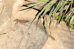 Gallotia caesaris gomerae