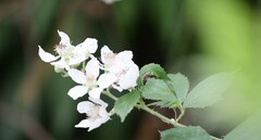 Rubus fruticosus
