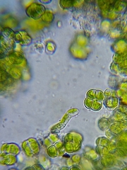 Desmococcus olivaceus