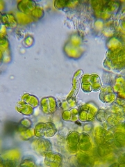 Desmococcus olivaceus