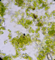 Desmococcus olivaceus