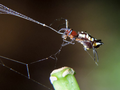 Micrathena funebris