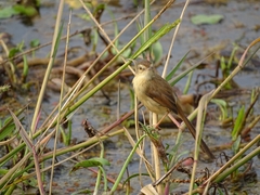 Prinia inornata
