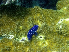 Microspathodon chrysurus