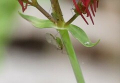 Macrosiphum rosae