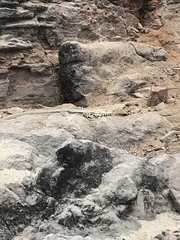 Microlophus peruvianus