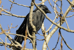 Corvus monedula spermologus