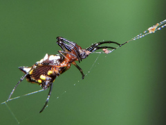 Micrathena funebris