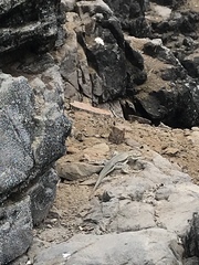 Microlophus peruvianus